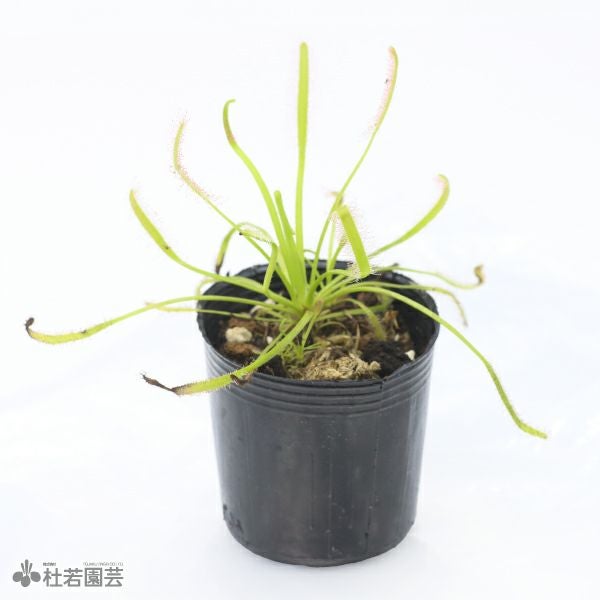 食虫植物】 モウセンゴケ カペンシスホワイト 6cmP | 杜若園芸WEB