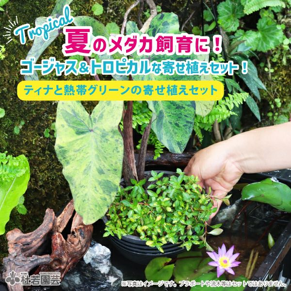 メダカの飼育セット | 杜若園芸WEBショップ｜水草の生産販売【通販