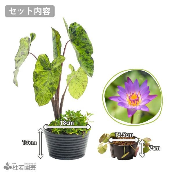 ティナと熱帯グリーンの寄せ植えセット | 杜若園芸WEBショップ｜水草の