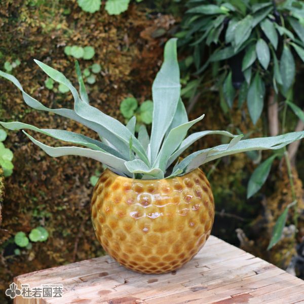 ビカクシダ(コウモリラン) ヒリーパナマ | 杜若園芸WEBショップ｜水草