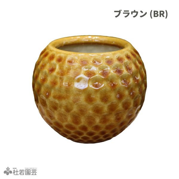 選べる鉢カバー付き】ビカクシダ(コウモリラン) ベイチー | 杜若園芸