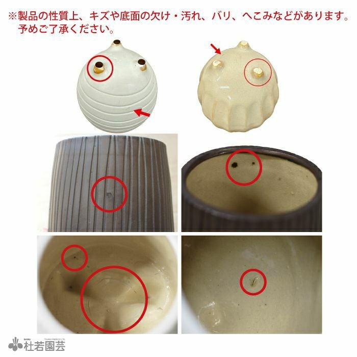 選べる鉢カバー付き】ビカクシダ(コウモリラン) ベイチー | 杜若園芸