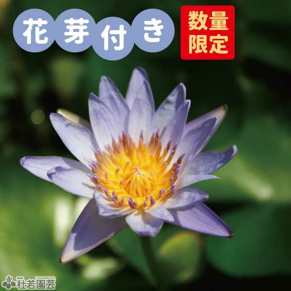 花芽つき！オーガスコック（熱帯スイレン）19cm角カゴ | 杜若園芸WEB