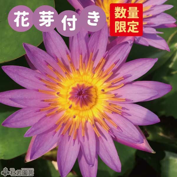 花芽つき！パナマパシフィック（熱帯スイレン）19cm角カゴ | 杜若園芸