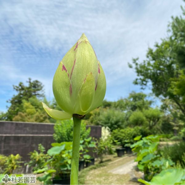 蓮、ハス】法華寺蓮(ほっけじばす)【大型種】 | 杜若園芸WEBショップ