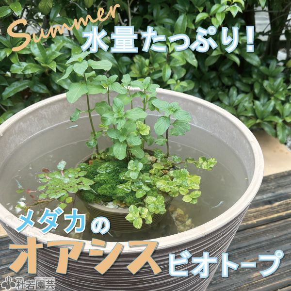 観葉植物＊ウッド調プランター＊メダカ飼育＊大型＊2個セット 深鉢ダブル 飼育セット | 杜若園芸WEBショップ｜水草の生産販売【通販