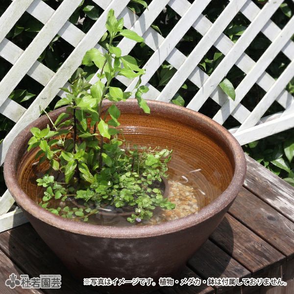 水をキレイにする石 7L | 杜若園芸WEBショップ｜水草の生産販売【通販