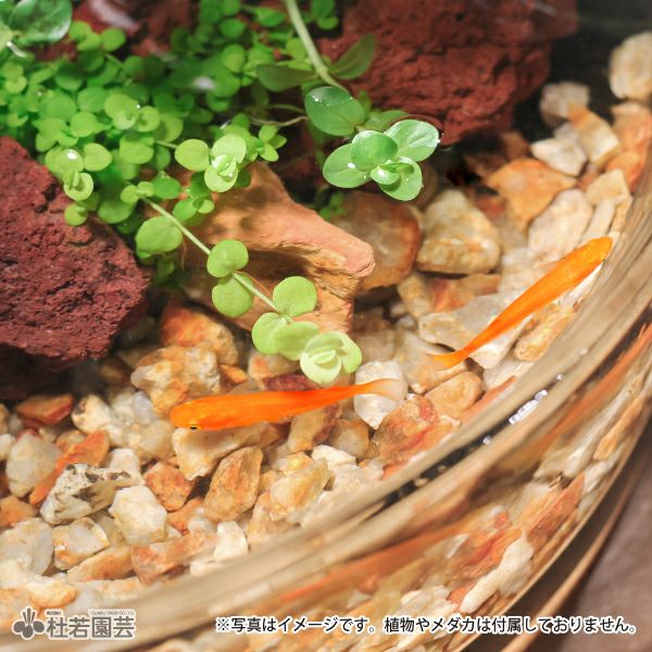 水をキレイにする石 7L | 杜若園芸WEBショップ｜水草の生産販売【通販