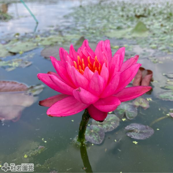 株式会社 杜若園芸｜水草の生産販売【通販ショップ】