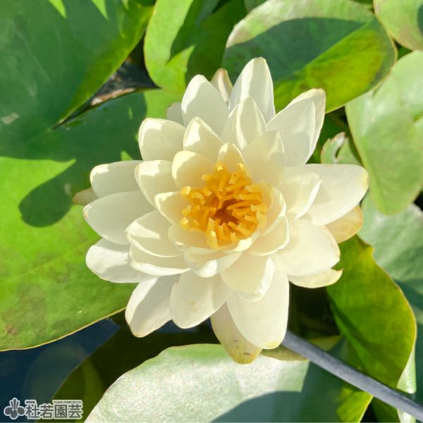 スイレン】デンバー(温帯睡蓮) 19cmカゴ | 杜若園芸WEBショップ｜水草