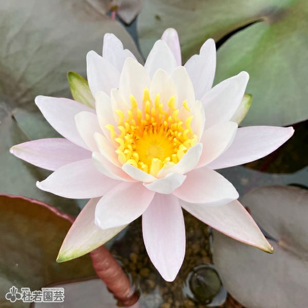 スイレン】ダォ プラーダブ ファー(温帯睡蓮) 19cmカゴ | 杜若園芸WEB