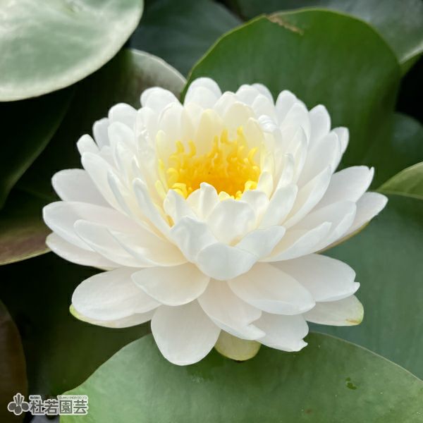 スイレン】ダォ プラーダブ ファー(温帯睡蓮) 19cmカゴ | 杜若園芸WEB