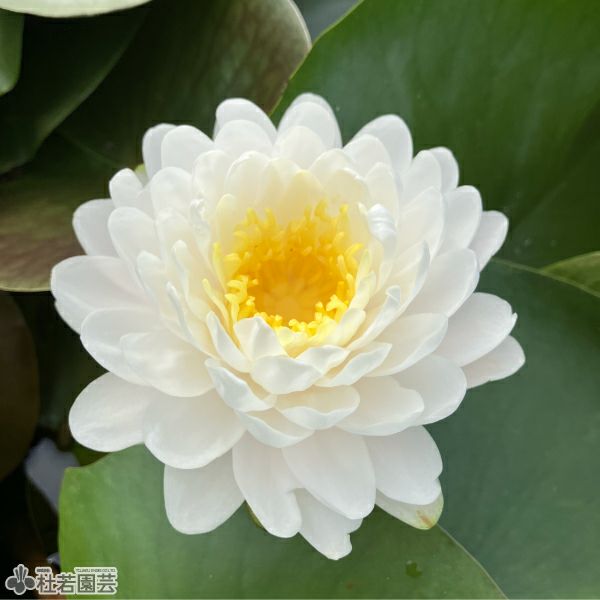 スイレン】マリカ(温帯睡蓮) 19cmカゴ | 杜若園芸WEBショップ｜水草の