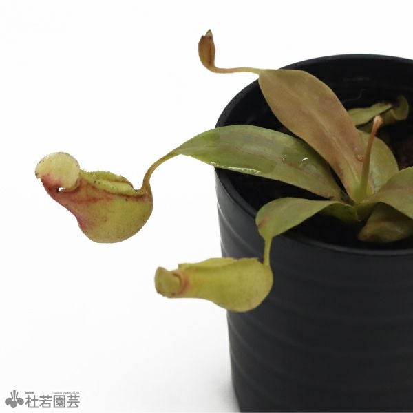 食虫植物】 ネペンテス ガヤ 6cmP | 杜若園芸WEBショップ｜水草の生産