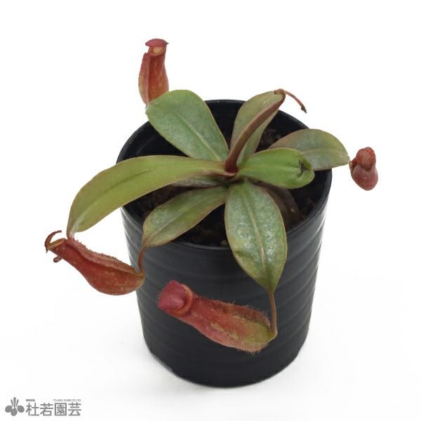 食虫植物】 ハエトリソウ ジャイアントトラップ 6cmP | 杜若園芸WEB