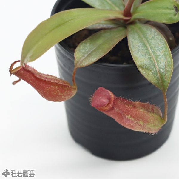 食虫植物】 ネペンテス ブラッディマリー 6cmP | 杜若園芸WEBショップ