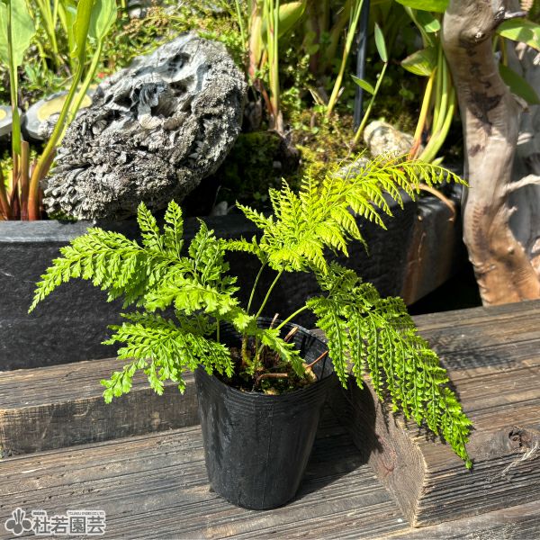 山野草・その他の植物 | 杜若園芸WEBショップ｜水草の生産販売【通販