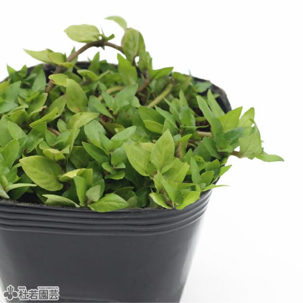 水生植物】ストロギネレペンス | 杜若園芸WEBショップ｜水草の生産販売