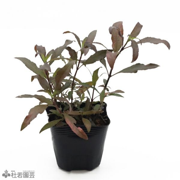 水生植物】ノマフィラsp. | 杜若園芸WEBショップ｜水草の生産販売
