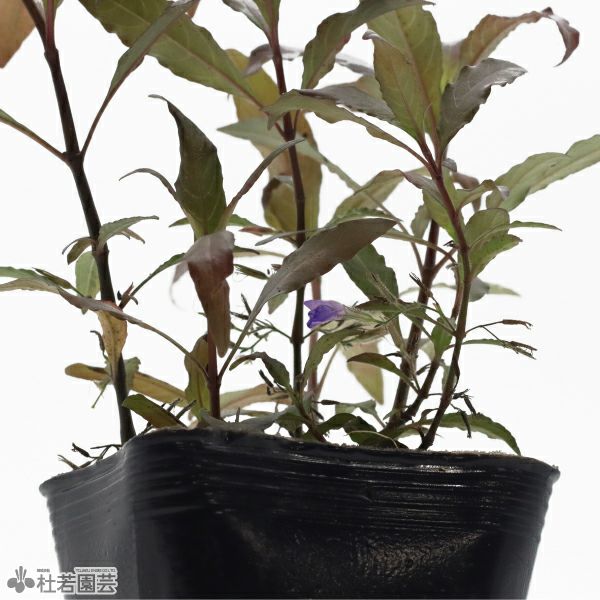 水生植物】ノマフィラsp. | 杜若園芸WEBショップ｜水草の生産販売