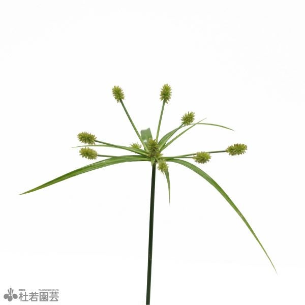 水生植物】シペラスズムラ | 杜若園芸WEBショップ｜水草の生産販売