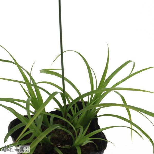 水生植物】シペラスズムラ | 杜若園芸WEBショップ｜水草の生産販売
