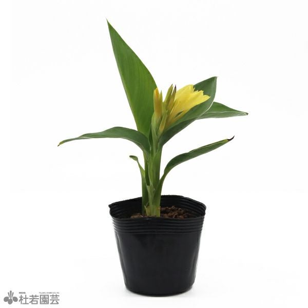 水生植物】 コロカシアミルキーウェイ 12cmP | 杜若園芸WEBショップ