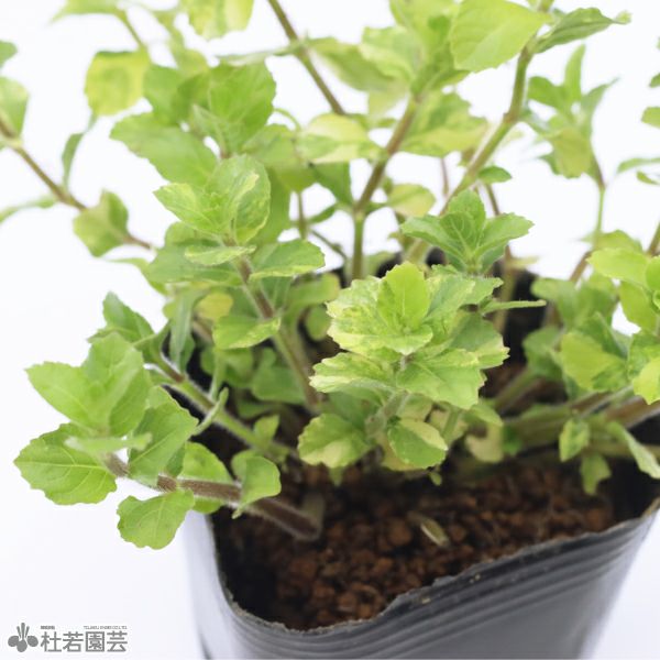 水生植物】ハイグロフィラトリフロラ斑入り | 杜若園芸WEBショップ