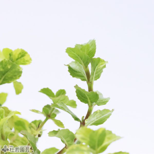 水生植物】ハイグロフィラトリフロラ斑入り | 杜若園芸WEBショップ