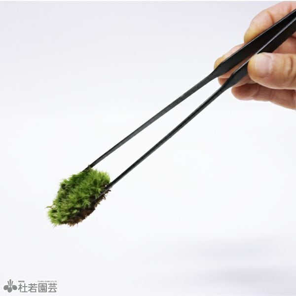 水草ピンセット ストレート | 杜若園芸WEBショップ｜水草の生産販売