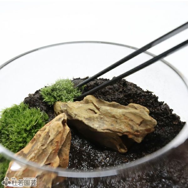水草ピンセット ストレート | 杜若園芸WEBショップ｜水草の生産販売