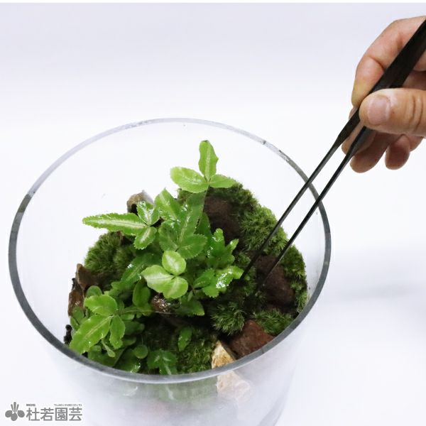 水草ピンセット ストレート | 杜若園芸WEBショップ｜水草の生産販売