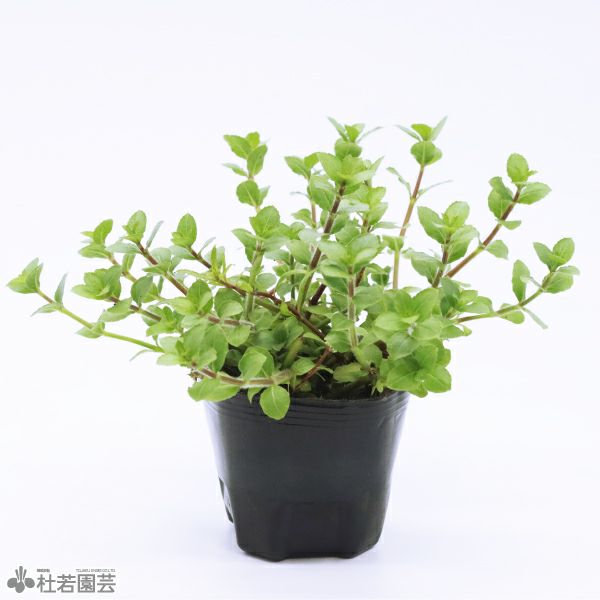水草】 水生植物 | 杜若園芸WEBショップ｜水草の生産販売【通販ショップ】