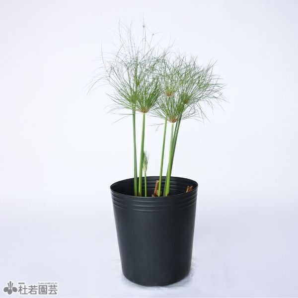株式会社 杜若園芸｜水草の生産販売【通販ショップ】