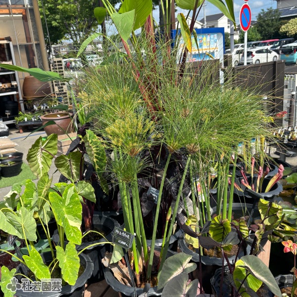 水生植物】 ドワーフパピルス 30cmP | 杜若園芸WEBショップ｜水草の