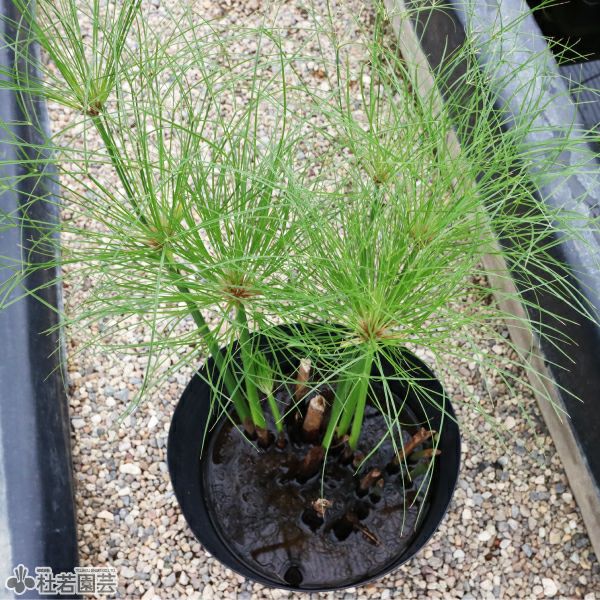 水生植物】 ドワーフパピルス 30cmP | 杜若園芸WEBショップ｜水草の