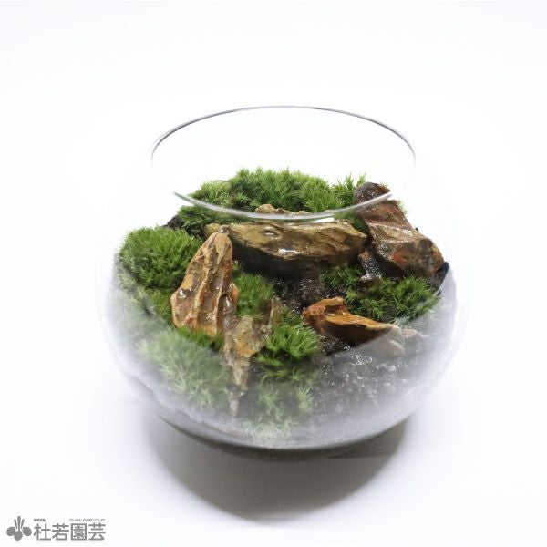 気孔石でつくる苔テラリウムキット | 杜若園芸WEBショップ｜水草の生産