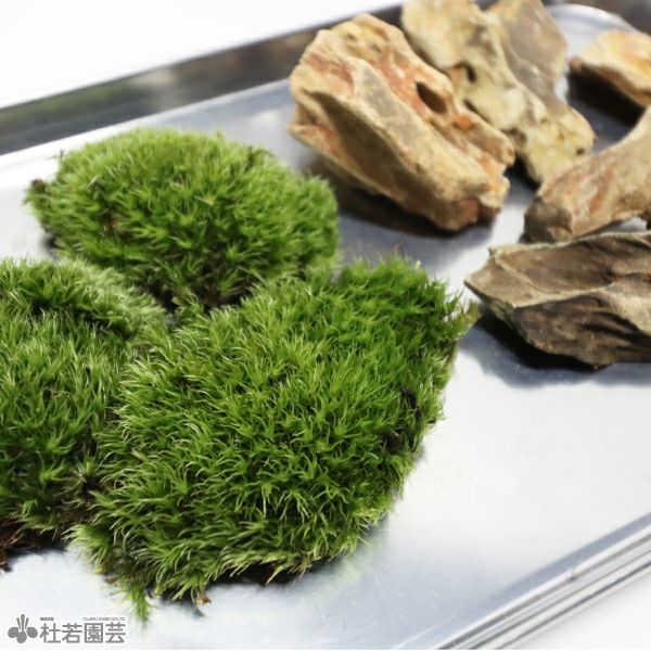 気孔石でつくる苔テラリウムキット | 杜若園芸WEBショップ｜水草の生産