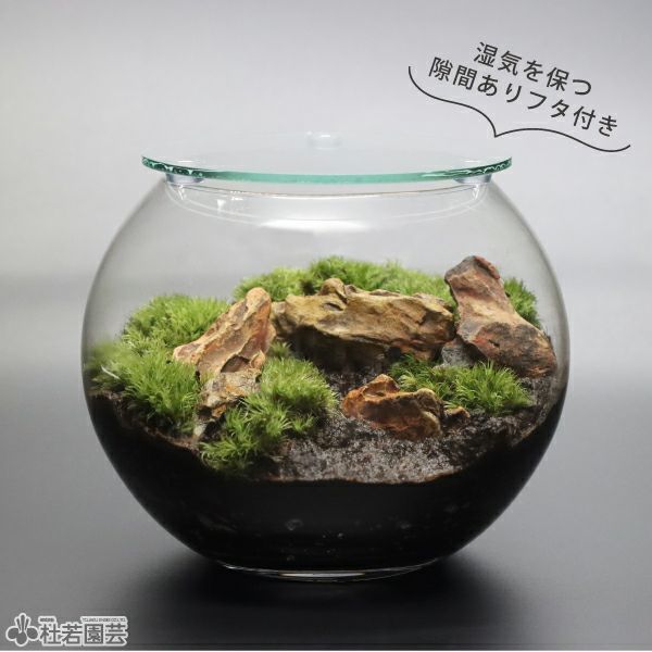 気孔石でつくる苔テラリウムキット | 杜若園芸WEBショップ｜水草の生産