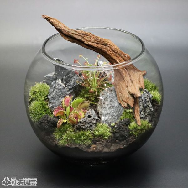 そだつライト付き！カンタン苔テラリウムセット | 杜若園芸WEBショップ