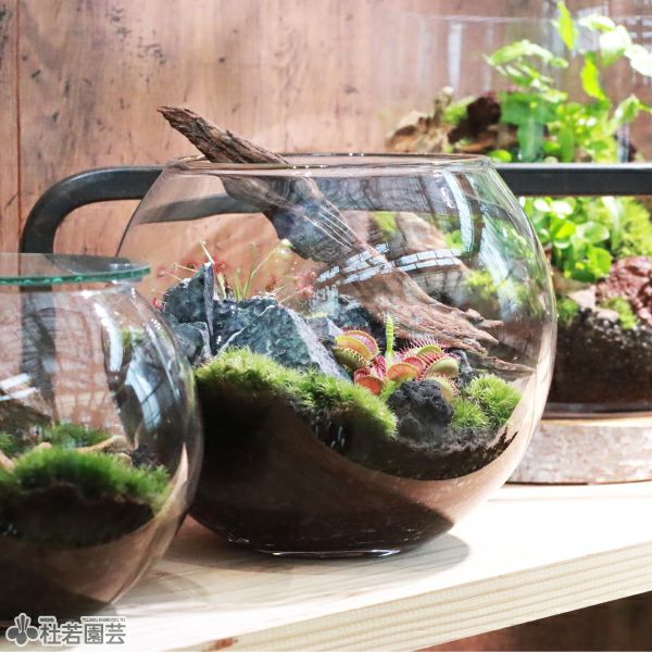 食虫植物の苔テラリウムキット | 杜若園芸WEBショップ｜水草の生産販売