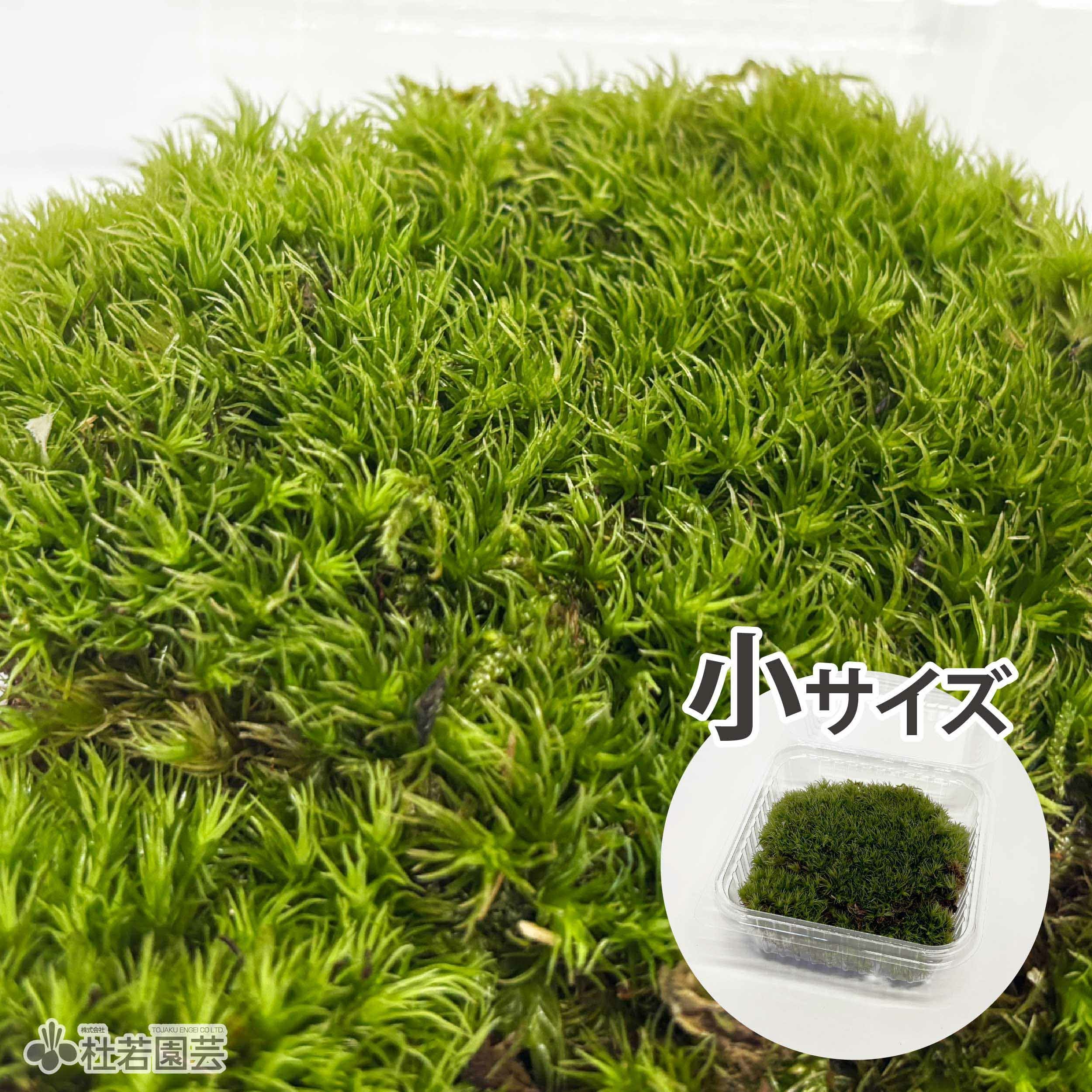 苔品種 ハイゴケ（大）【苔、コケ、こけ】 | 杜若園芸WEBショップ