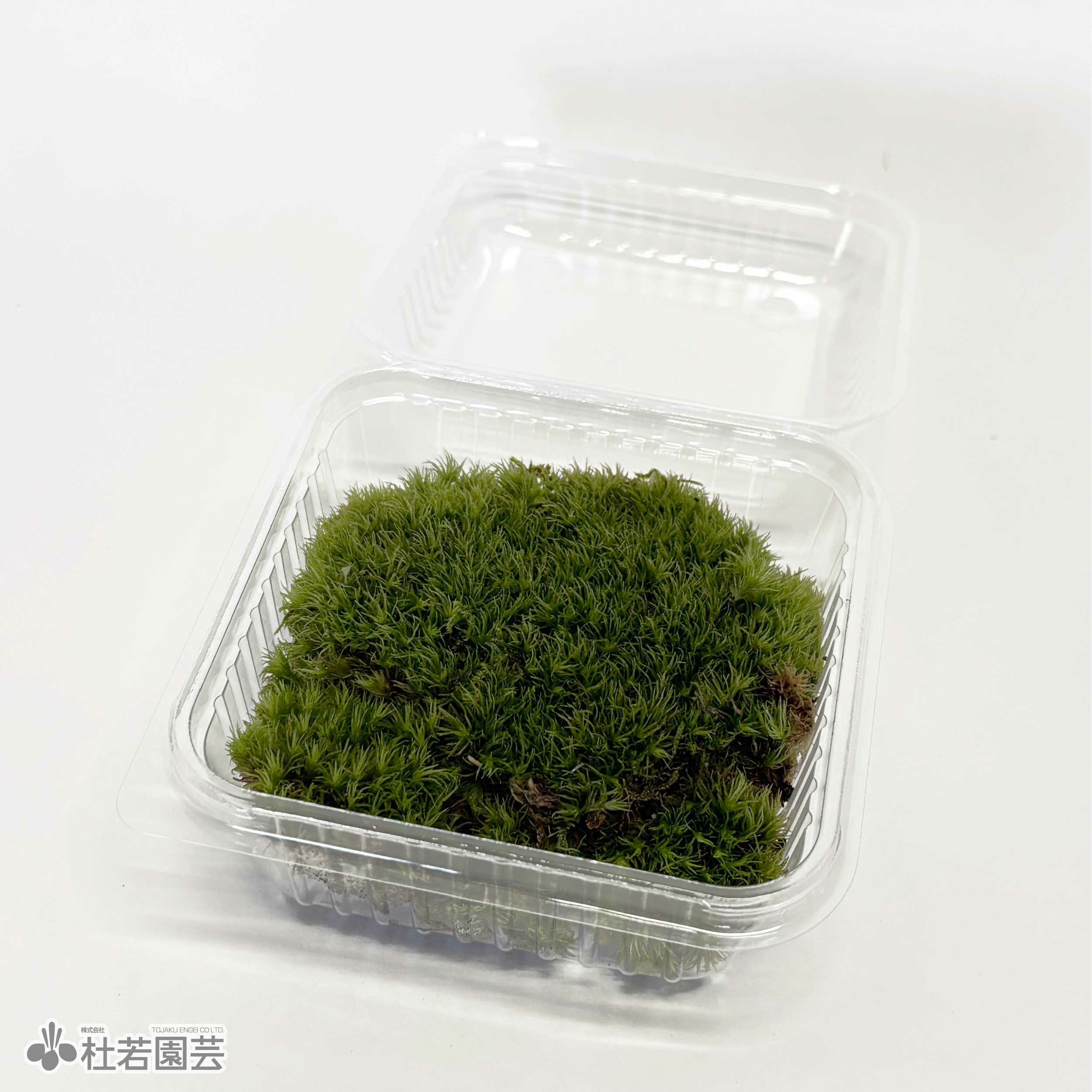 苔品種 ヤマゴケ（小）【苔、コケ、こけ】 | 杜若園芸WEBショップ