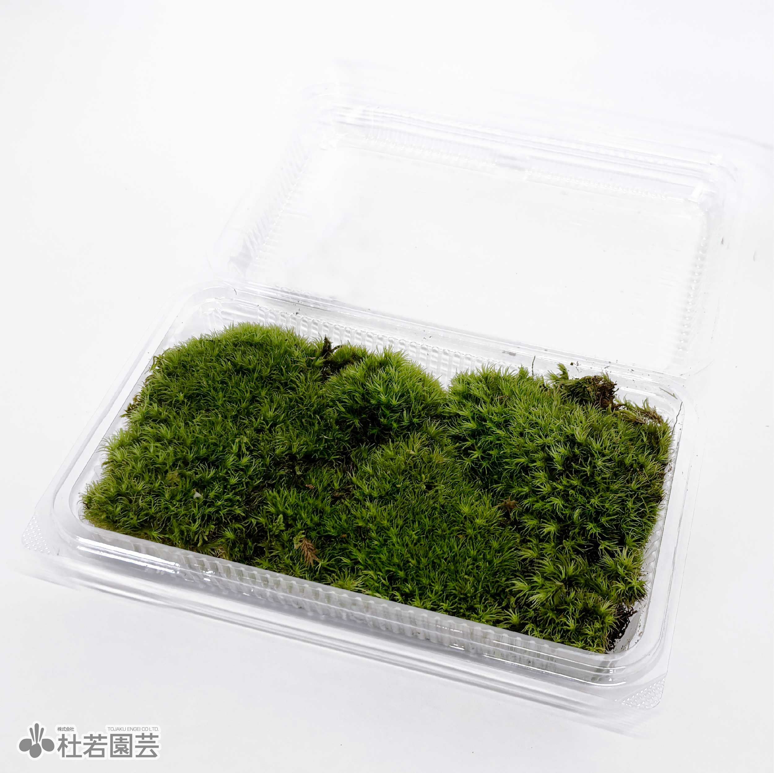 苔品種 ヤマゴケ（大）【苔、コケ、こけ】 | 杜若園芸WEBショップ