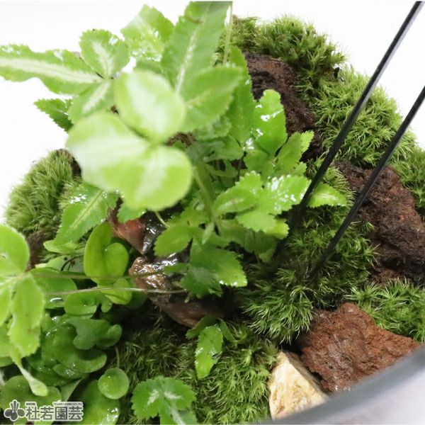 苔品種 ヤマゴケ（大）【苔、コケ、こけ】 | 杜若園芸WEBショップ