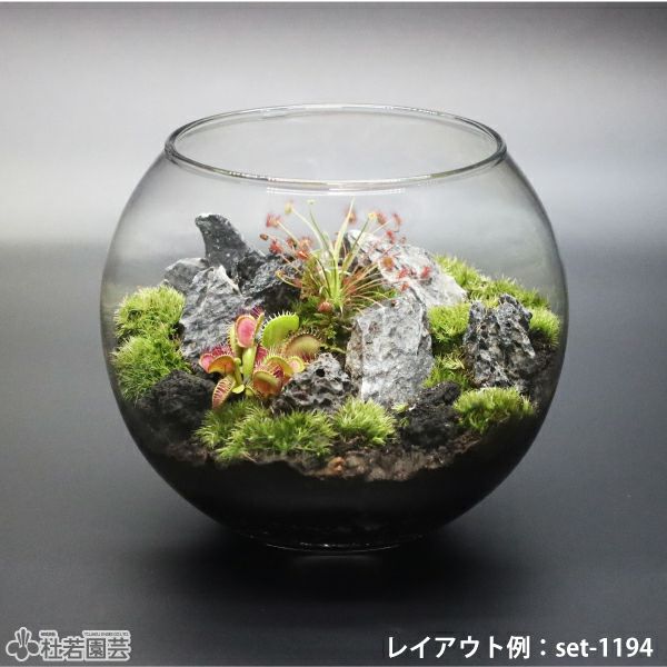 苔品種 ヤマゴケ（大）【苔、コケ、こけ】 | 杜若園芸WEBショップ