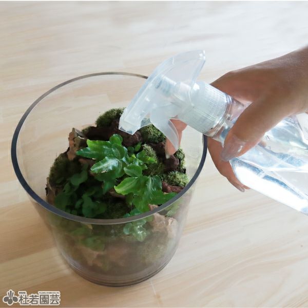 苔品種 ヤマゴケ（大）【苔、コケ、こけ】 | 杜若園芸WEBショップ