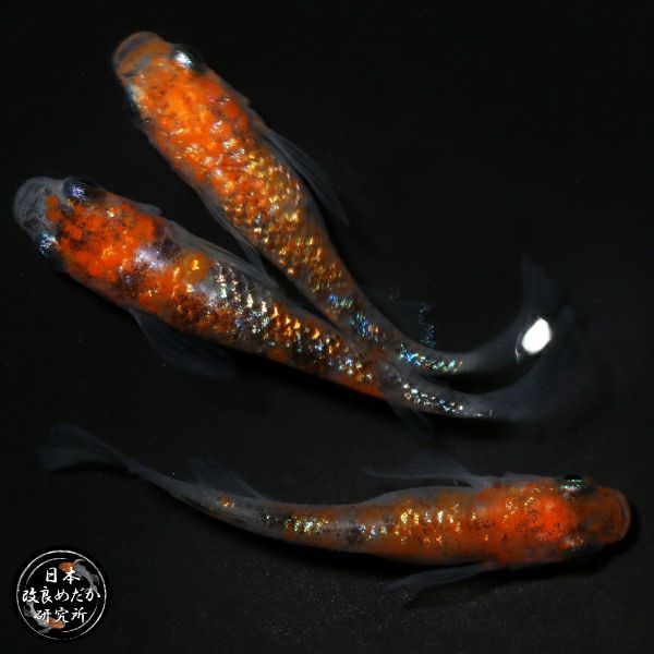 日め研メダカ | 杜若園芸WEBショップ｜水草の生産販売【通販ショップ】