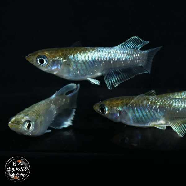 日め研】エメキン 1ペア | 杜若園芸WEBショップ｜水草の生産販売【通販