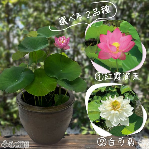 おまかせ小型蓮苗付き5点セット | 杜若園芸WEBショップ｜水草の生産